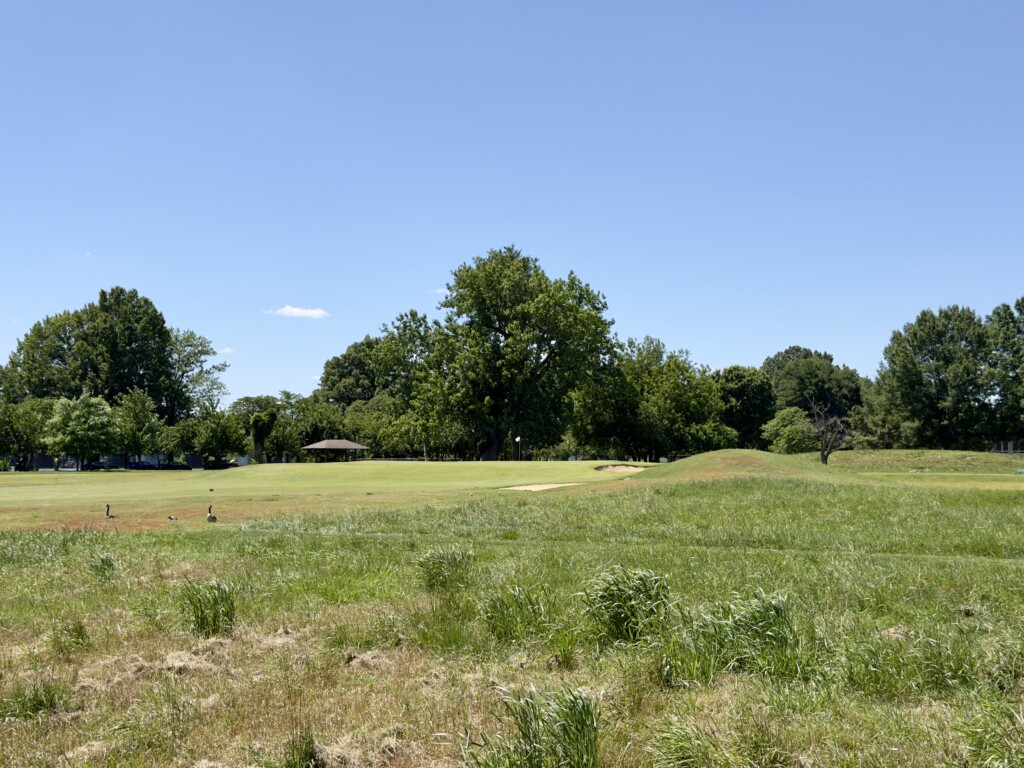 Tall native grass down the right of the 2nd at East Potomac White Course, two Canada geese in the rough, green in the distance